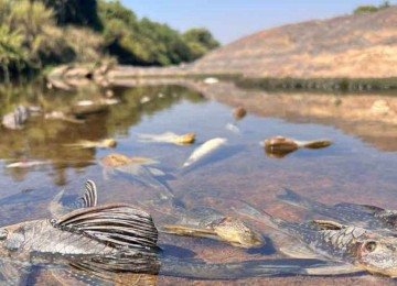 Fotografia dos peixes mortos do Rio Paraopeba esta entre os finalistas do 14° Prêmio CDL/BH de Jornalismo -  (crédito: Edésio Ferreira/EM/D.A Press)