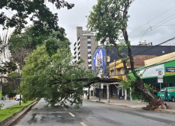 Bombeiros recebem 196 chamados envolvendo árvores após chuva em BH -  (crédito: Jair Amaral/EM/D.A.Press)