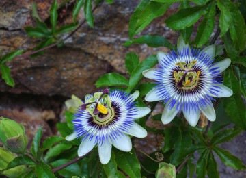 Estudos apontam que a passiflora fortalece o sistema nervoso -  (crédito: Pixabay/reprodução)