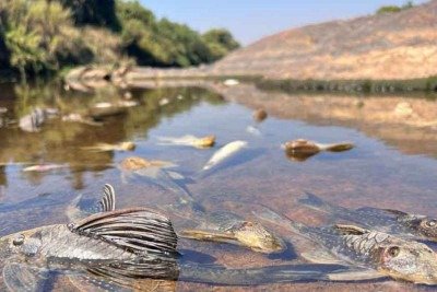 Fotografia dos peixes mortos do Rio Paraopeba esta entre os finalistas do 14° Prêmio CDL/BH de Jornalismo -  (crédito: Edésio Ferreira/EM/D.A Press)