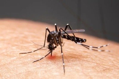  Dengue e febre do oropouche são exemplos -  (crédito:  witsawat/ Adobe Stock)