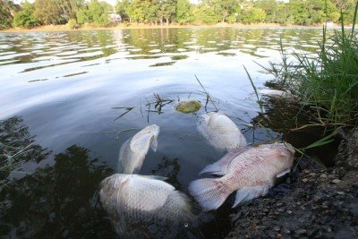 Peixes mortos são encontrados na beira da Lagoa da Pampulha -  (crédito: Marcos vieira/EM/D.A press)