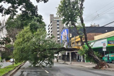 Bombeiros recebem 196 chamados envolvendo árvores após chuva em BH -  (crédito: Jair Amaral/EM/D.A.Press)