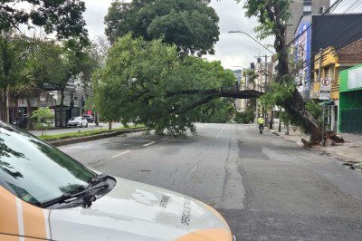 Árvore de garnde porte caiu na Avenida do Contorno neste domingo (25/10) durante temporal que atingiu BH -  (crédito: Jair Amaral/EM/D.A.Press)