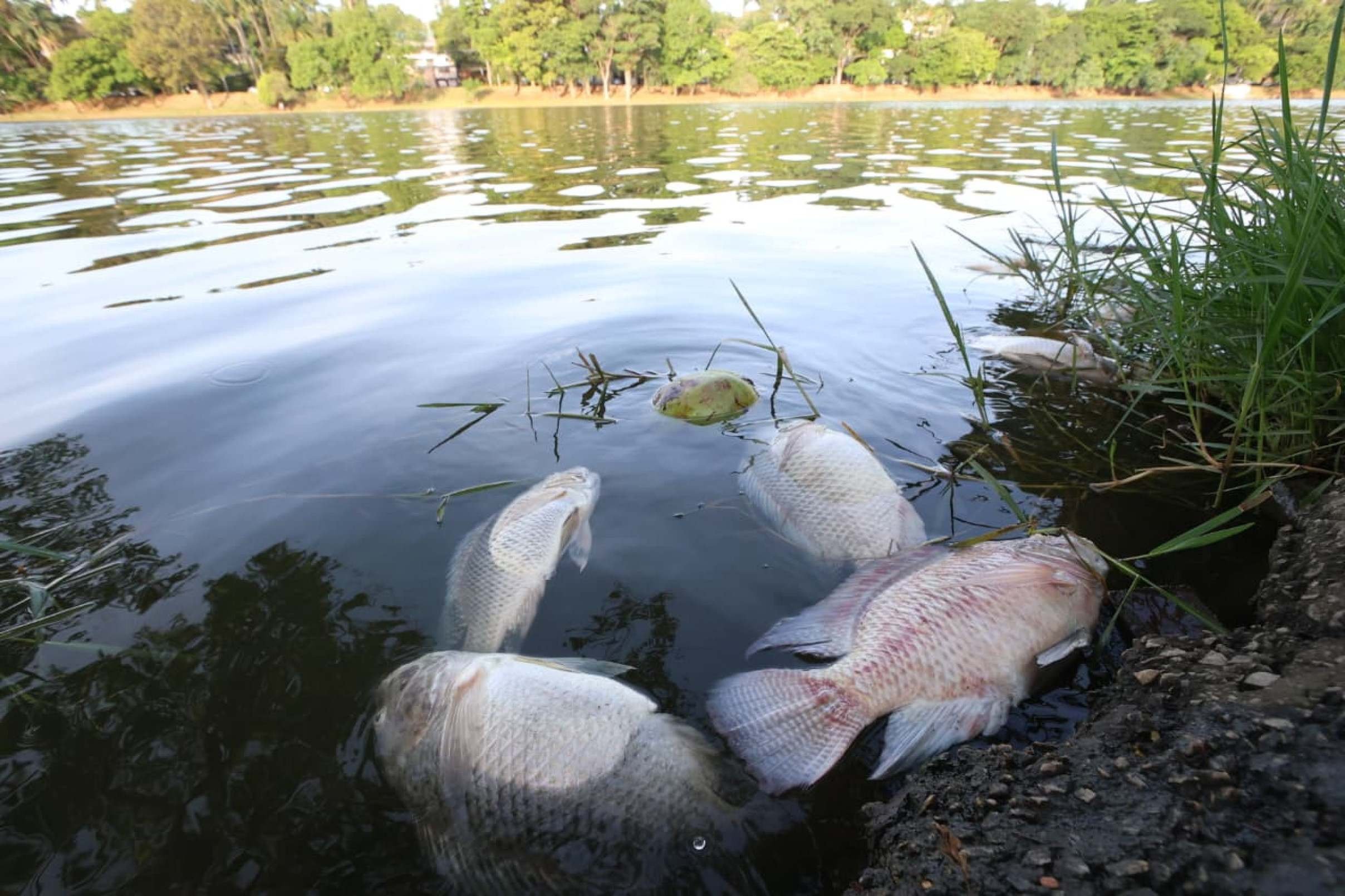 Peixes mortos são encontrados na Lagoa da Pampulha; PBH investiga causas
