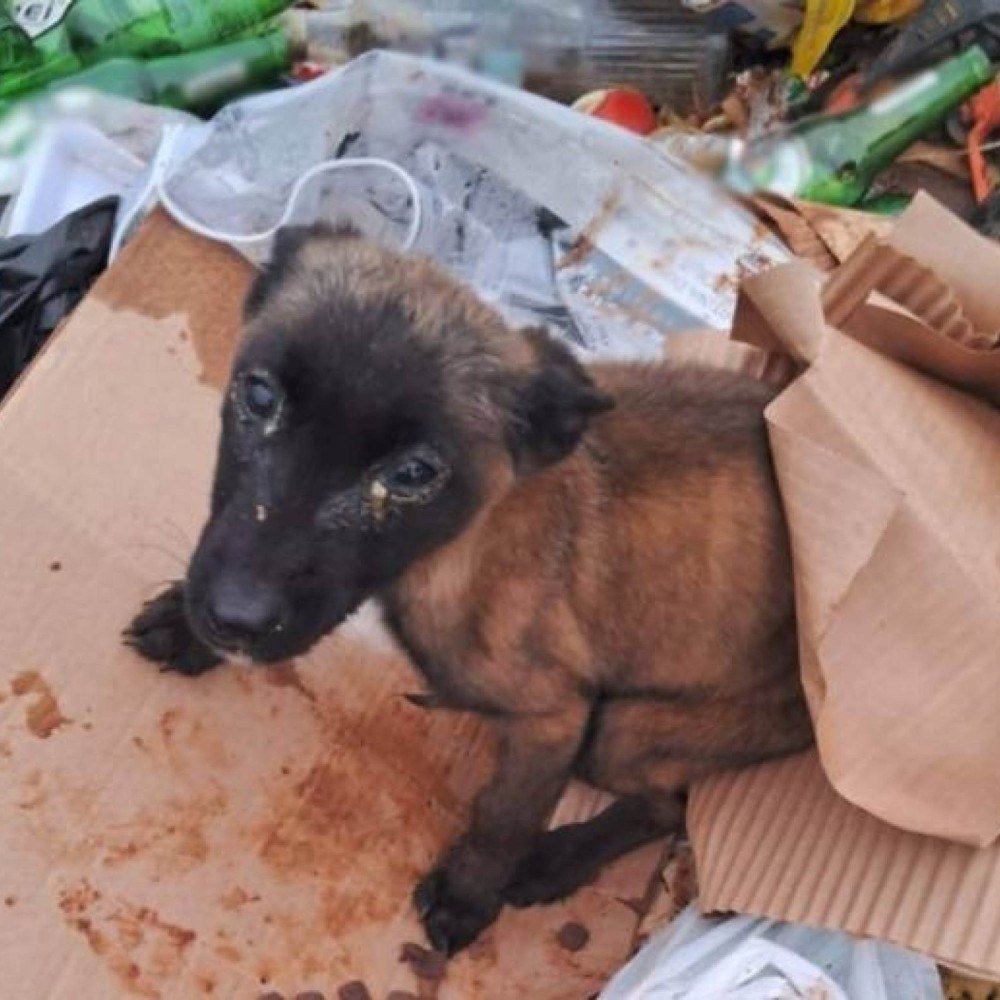 Cachorro é resgatado em lixão em Minas e ficará disponível para adoção