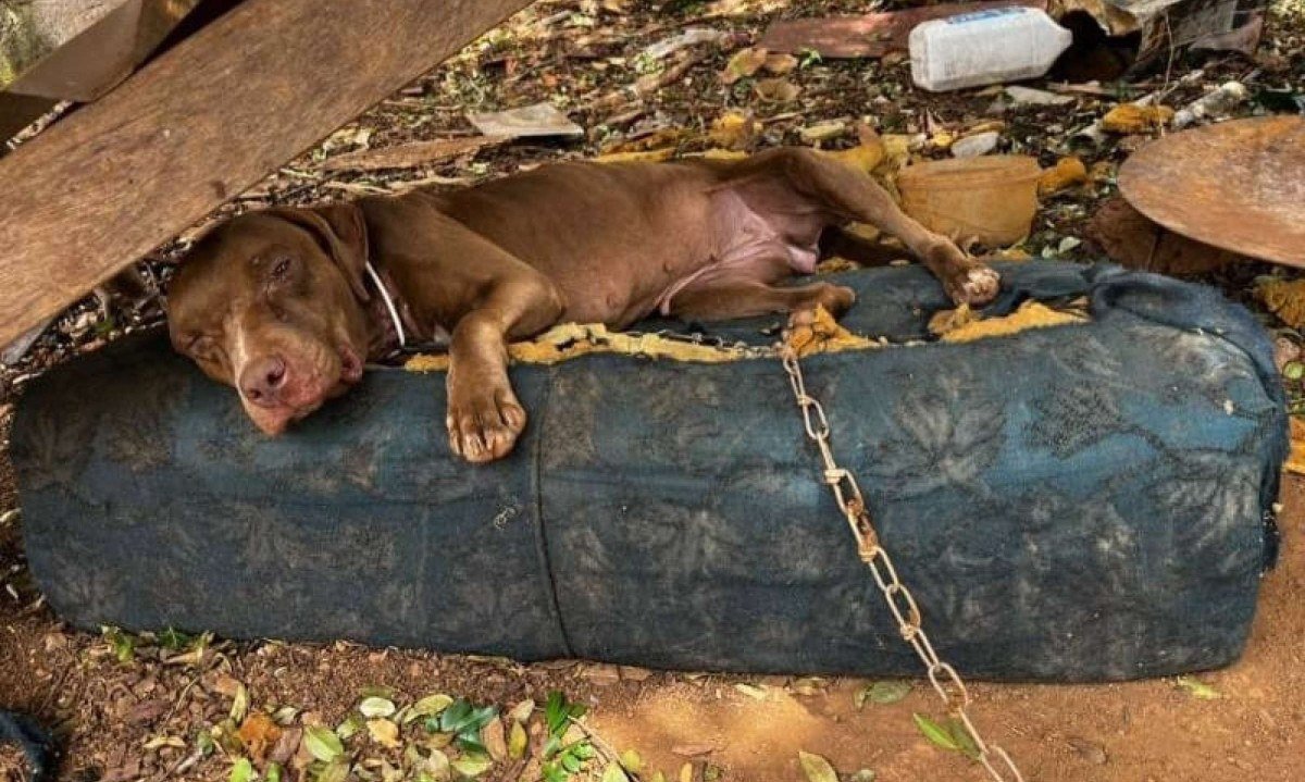 As investigações continuam para identificar os responsáveis pelo animal e apurar as circunstâncias dos maus-tratos - (crédito: PCMG)