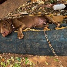 Cachorra é resgatada em situação de maus-tratos no Alto Paranaíba - PCMG