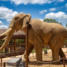 África logo ali: Minas ganha uma savana com leões, girafas e elefantes - Parque do Avestruz/Divulgação