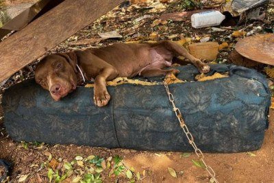 As investigações continuam para identificar os responsáveis pelo animal e apurar as circunstâncias dos maus-tratos -  (crédito: PCMG)