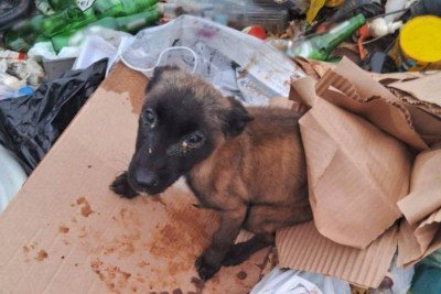 Polícia Civil resgata cachorro encontrado em lixão de Elói Mendes, no Sul do estado -  (crédito: Divulgação/PCMG)