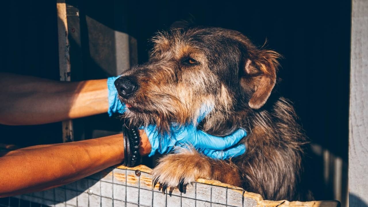 Cães de rua precisam de amor, diz especialista, mas um detalhe sobre a reação de cada animal pode mudar a forma de encarar a nova rotina de convivência em casa