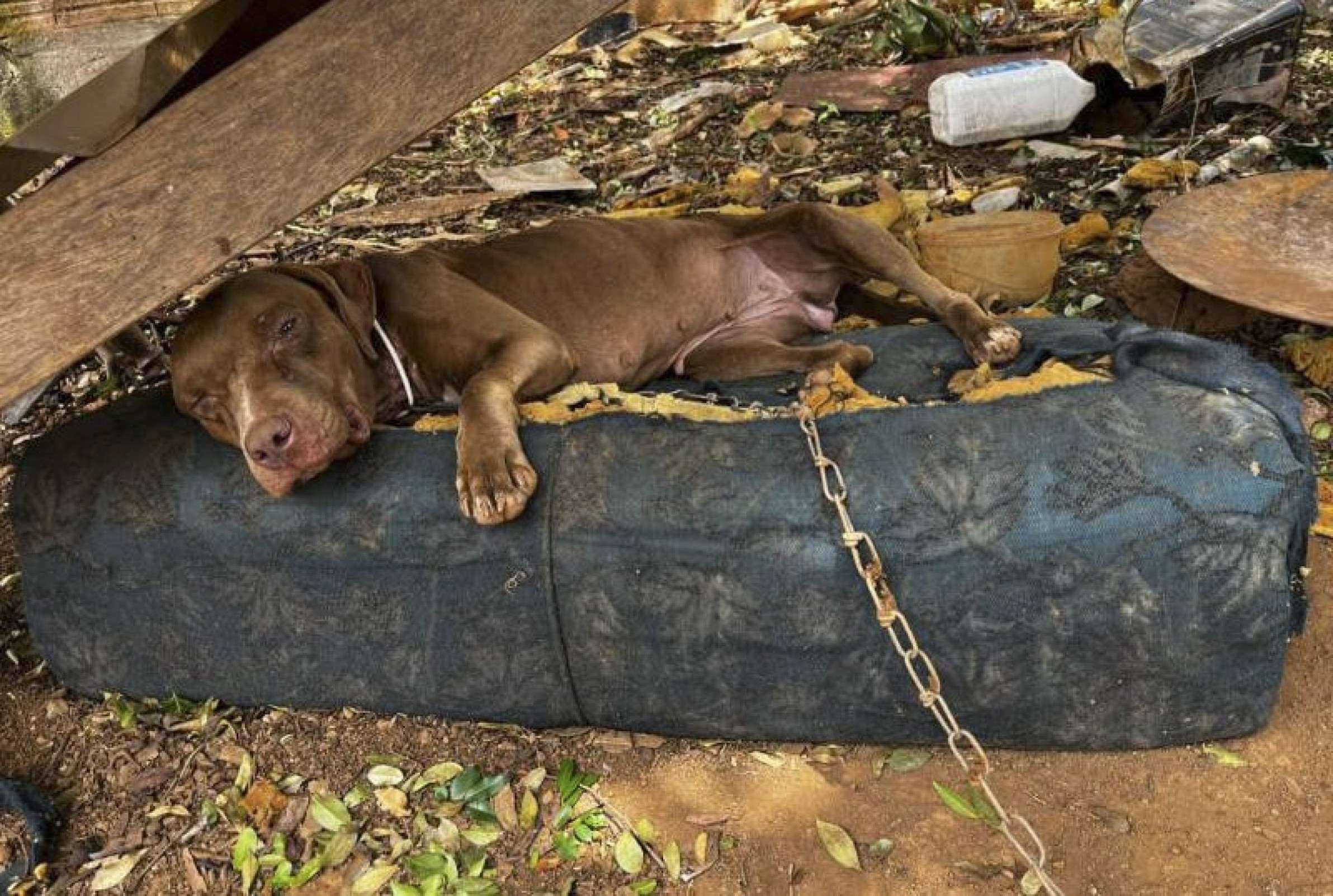 Cadela acorrentada, sem água e com comida estragada mobiliza polícia em MG