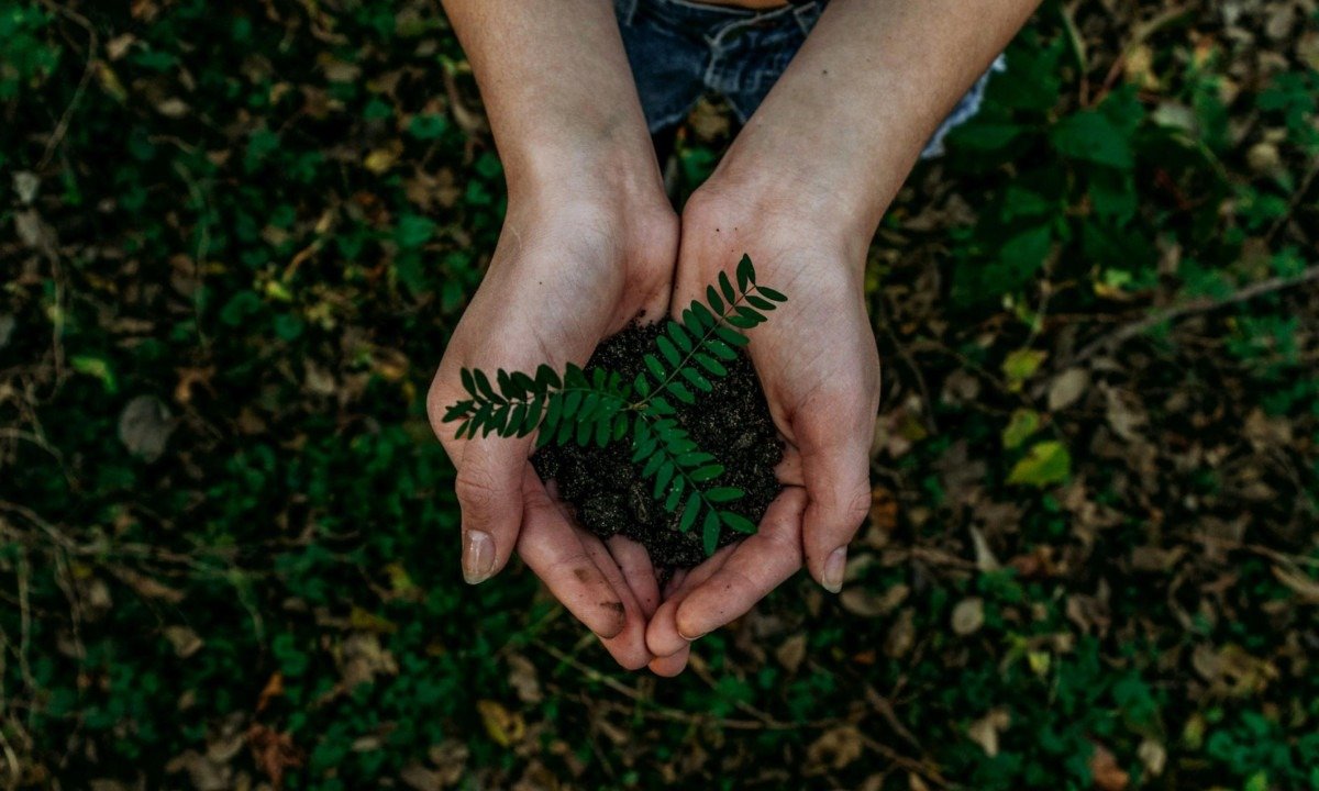 Future Climate abre a conta de restaurar 12 mil hectares - (crédito: DINO)