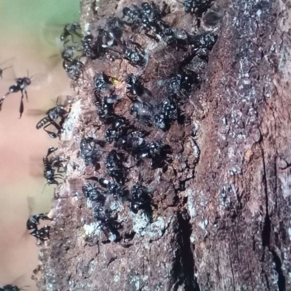 Abelhas ajudam a recuperar áreas atingidas por rejeitos em Minas?