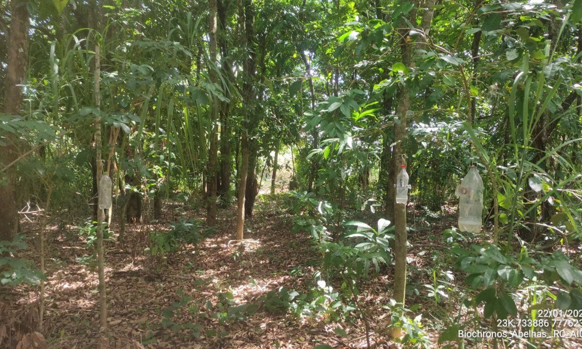 Abelhas "comuns" dominam a paisagem devastada pelo rompimento da barragem em Mariana, revela estudo liderado pela UFMG  