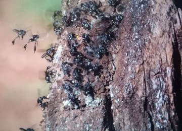 Abelhas ajudam a reconstruir a natureza em áreas de recuperação ambiental em Brumadinho
 -  (crédito: Divulgação/Vale)