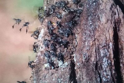 Abelhas ajudam a reconstruir a natureza em áreas de recuperação ambiental em Brumadinho
 -  (crédito: Divulgação/Vale)
