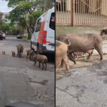 Vídeo: família de porcos é avistada no Bairro Santa Lúcia - Reprodução/Redes sociais