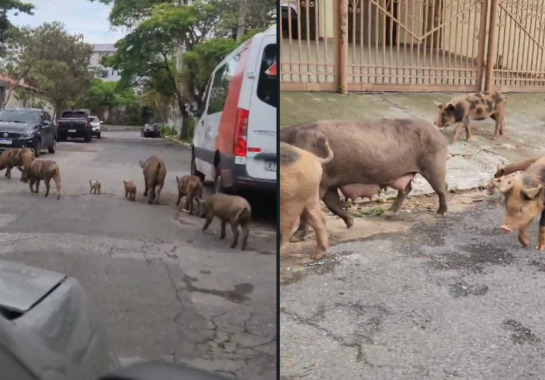 Uma família de porcos foi avistada passeando pelas ruas da região Centro-Sul de Belo Horizonte -  (crédito: Reprodução/Redes sociais)