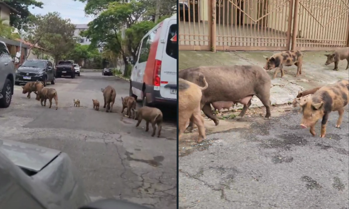 Vídeo: família de porcos é avistada no Bairro Santa Lúcia