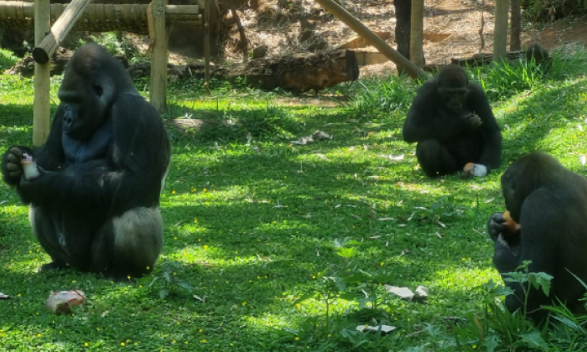 Na atual temporada de calor intenso em BH animais do zoológico recebem petiscos refrescantes -  (crédito: PBH / Divulgação)