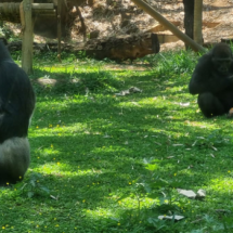 Animais do Zoo de BH recebem petiscos refrescantes para diminuir o calor - PBH / Divulgação