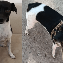 Criminosos aplicam golpe de PIX em anúncio de cachorro desaparecido - Arquivo Pessoal/Reprodução
