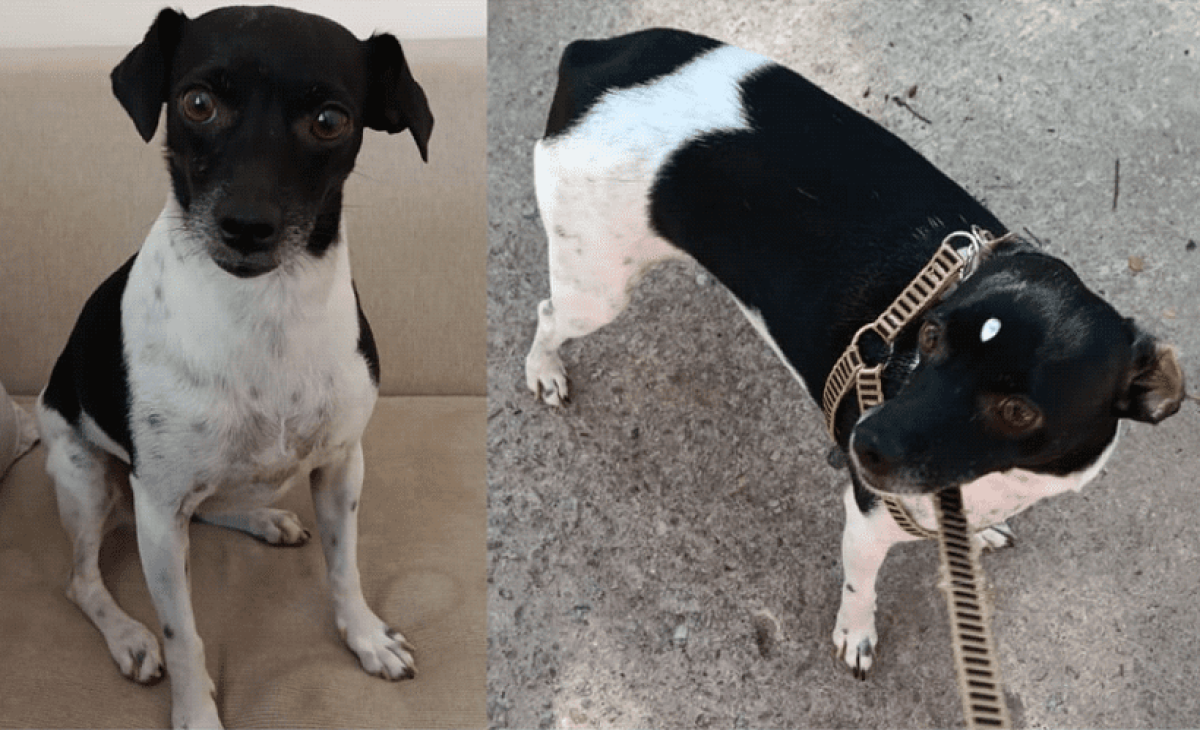 Criminosos aplicam golpe de PIX em anúncio de cachorro desaparecido