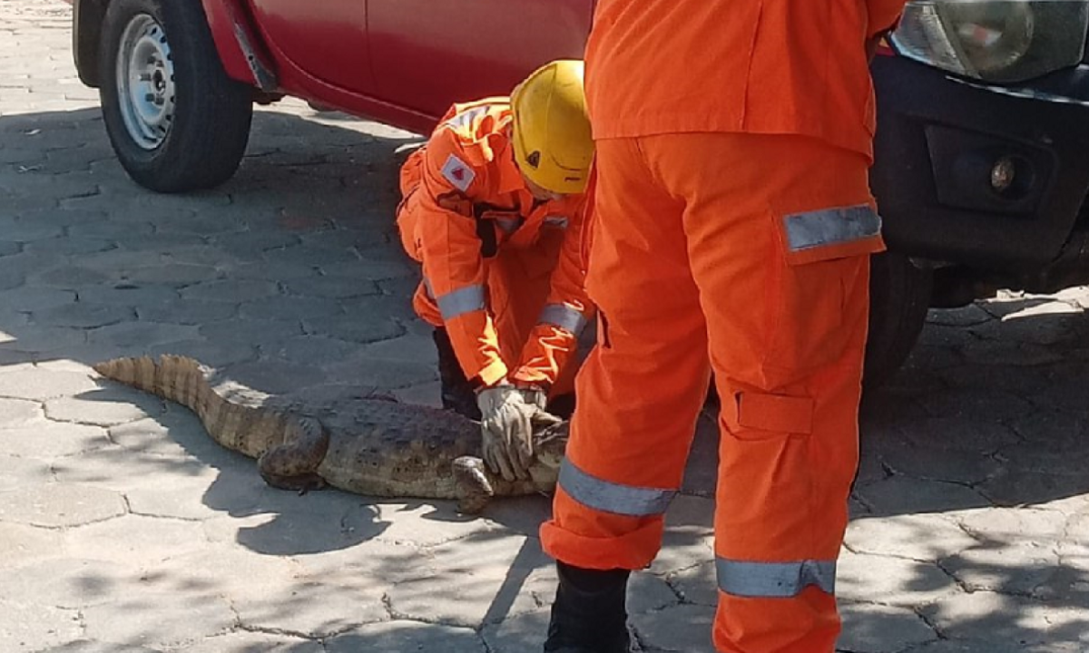 Crocodilo sendo capturado por militares do corpo bombeiros  -  (crédito: CBMMG/Reprodução)