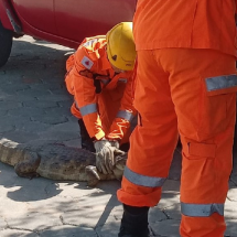 Crocodilo é capturado ao andar em rua de cidade do interior mineiro - CBMMG/Reprodução