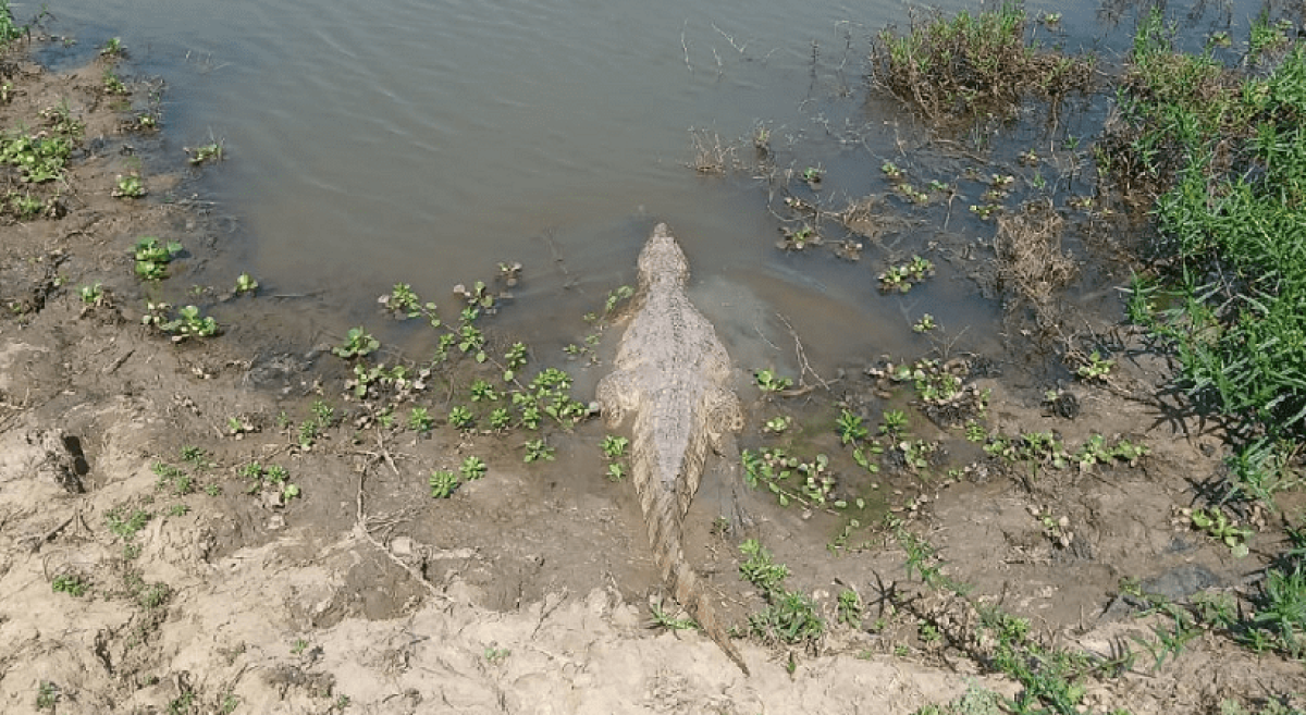 crocodilo entrando na água 