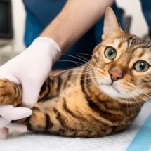 Doença transmitida por gatos se espalha no Brasil - Divulgação
