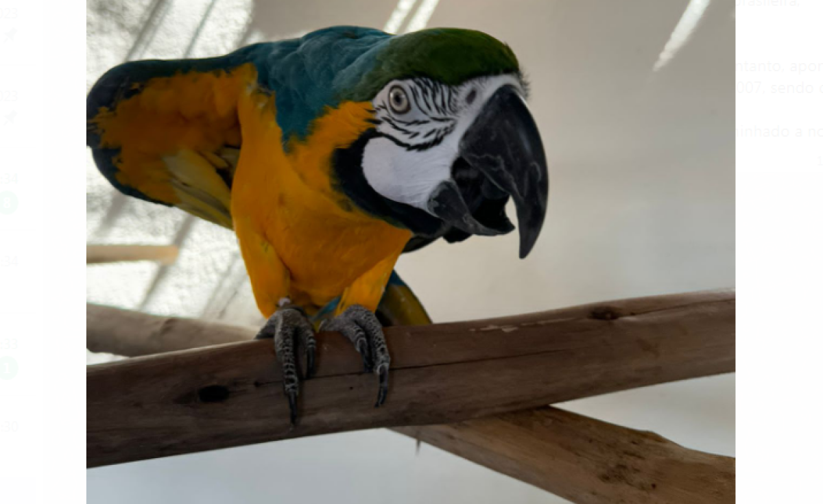 Arara-canindé é apreendida em viveiro de Venda Nova