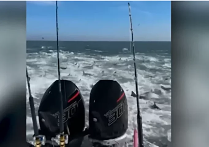 Barco é cercado por dezenas de tubarões ‘enlouquecidos’ atrás de peixes - Reprodução de vídeo Redes Sociais Dillon May