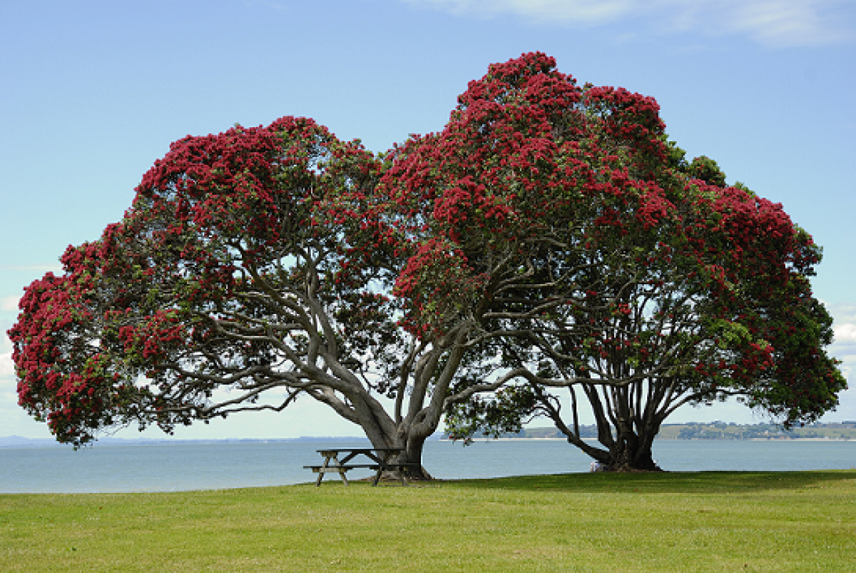 Pohutukawa, também chamada de árvore-de-fogo, é uma árvore típica da Nova Zelândia com flores vermelhas 