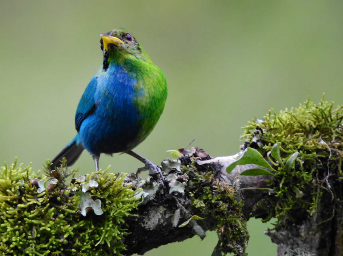 Visitante habitual das montanhas da região cafeteira da Colômbia, o raro pássaro foi motivo de discussões entre ornitólogos locais
