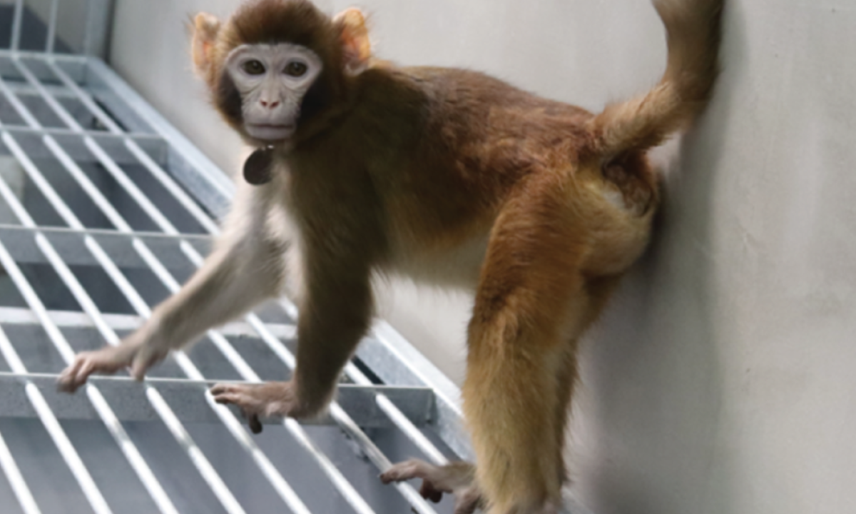 Seria ReTro o pioneiro em uma nova geraÃ§Ã£o de macacos clonados para experimentaÃ§Ã£o cientÃ­fica? -  (crédito: Zhaodi Liao, Nature)
