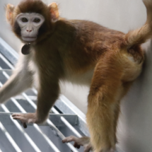 Por que 1ª clonagem de macaco Rhesus por cientistas chineses causou polêmica - Zhaodi Liao, Nature