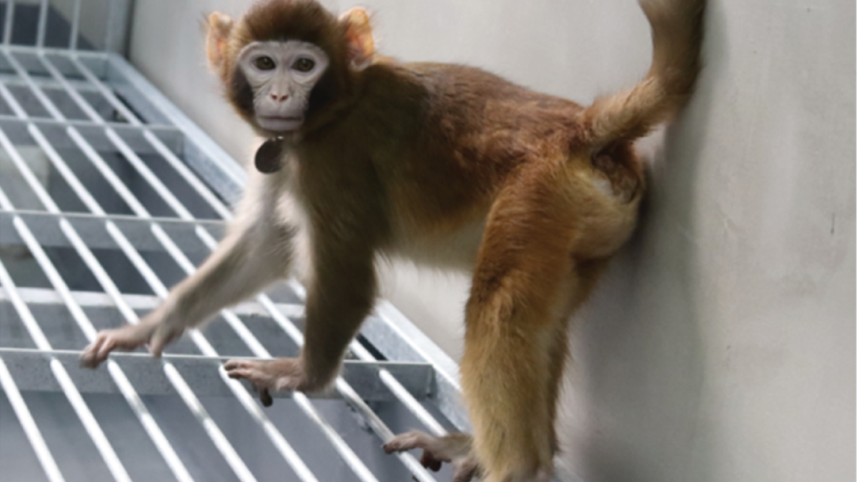 Por que 1ª clonagem de macaco Rhesus por cientistas chineses causou polêmica