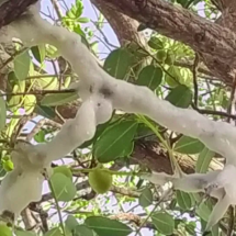 “Gelo” misterioso em árvore intriga agricultores no interior do Ceará - reprodução g1