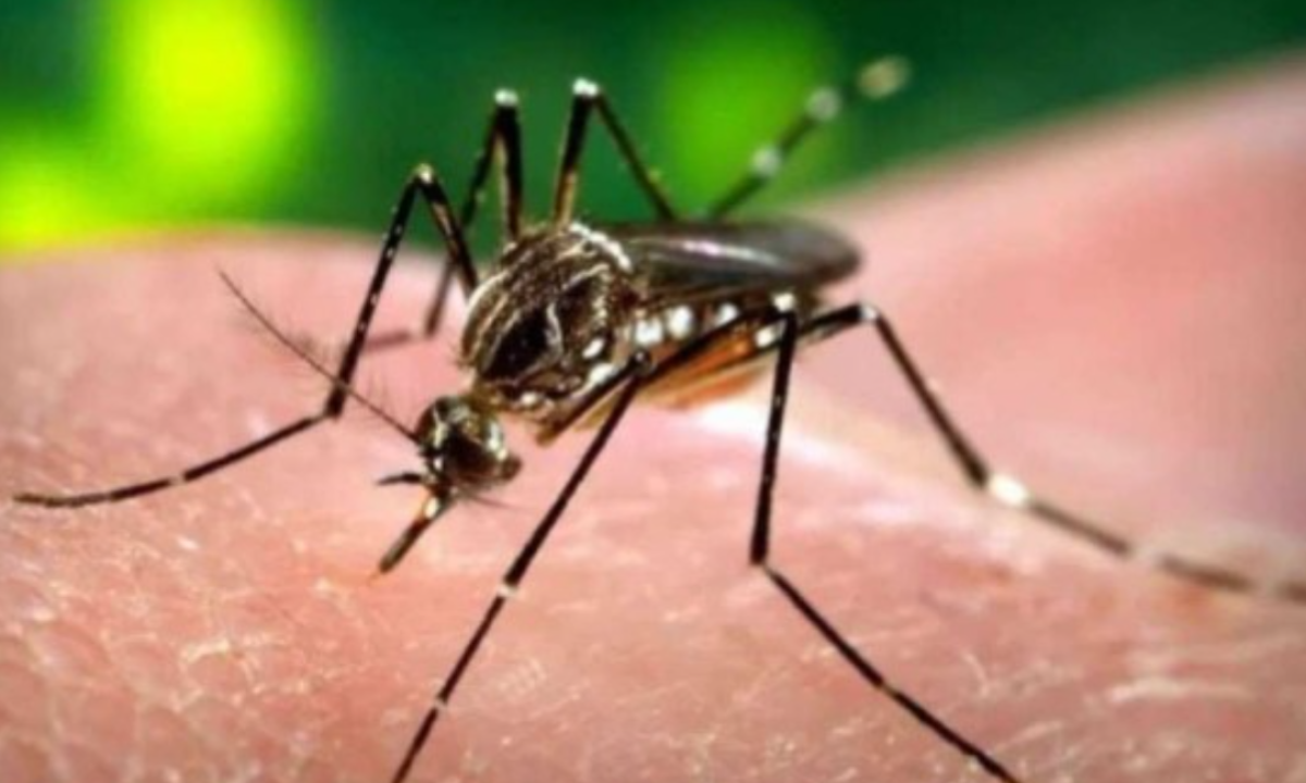 Mosquito Aedes aegypti, que transmite dengue, chikungunya e zika -  (crédito: AgÃ?Âªncia Brasil)