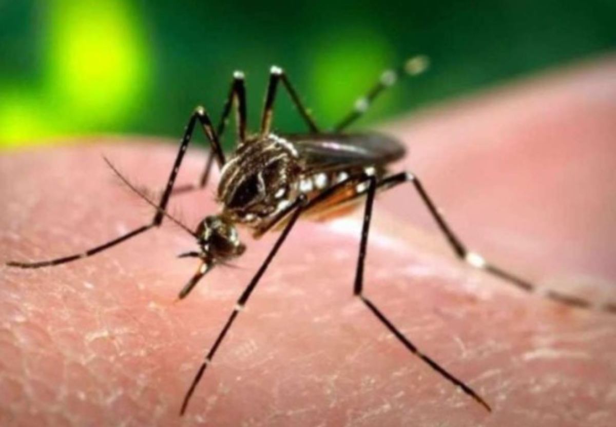 Minas Gerais registra primeira morte por dengue em 2024 