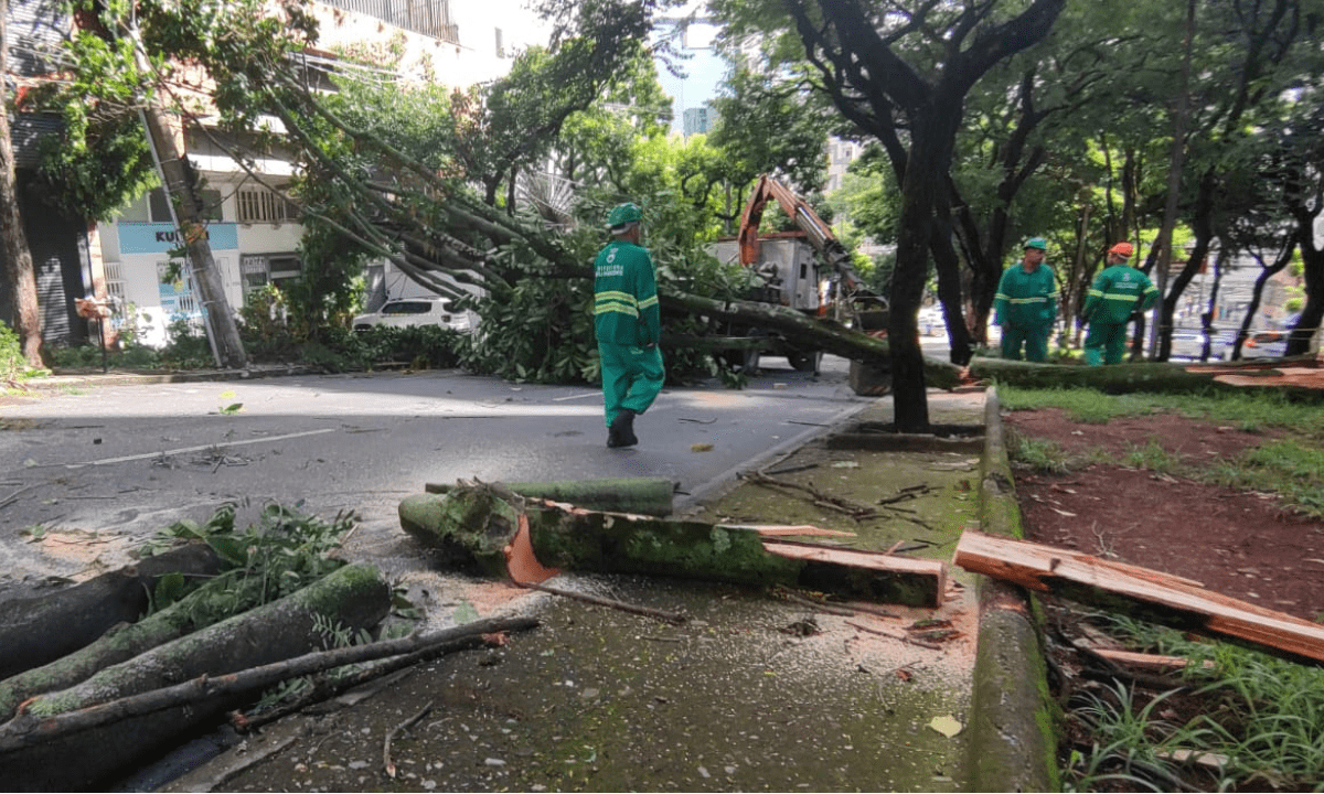 Árvore de grande porte caiu na Avenida Álvares Cabral, interrompendo o trânsito. Funcionários da PBH fazem o corte na manhã desta quarta-feira (24/1) -  (crédito: Jair Amaral/EM/DA Press)