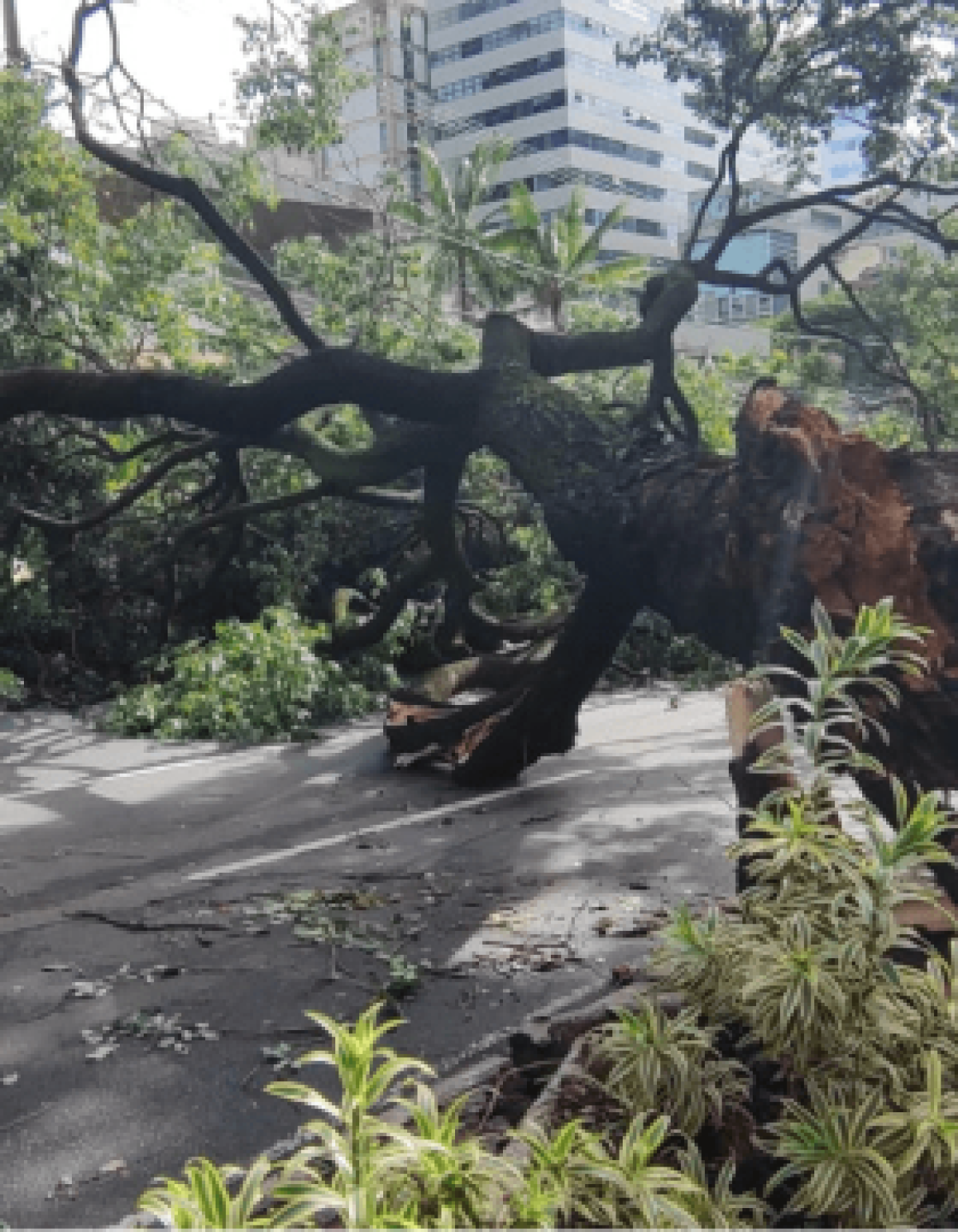 Árvore de grande porte caiu na Avenida do Contorno, sentido Barroca, interrompendo o trânsito na região da Savassi -  (crédito: Jair Amaral/EM/DA Press)