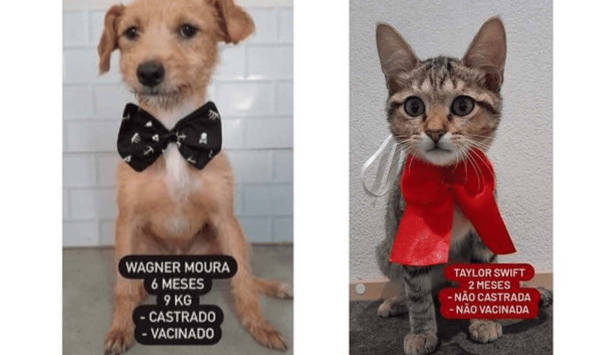 De Wagner Moura a Taylor Swift: ONG dá nome de famosos para animais em adoção