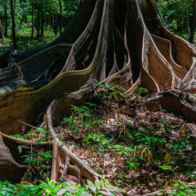 Como fértil terra preta da Amazônia está revelando segredos da floresta - Alamy