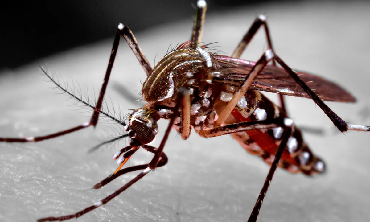 O mosquito Aedes aegypti é o transmissor da chikungunya, da dengue e da zika -  (crédito: James Gathany/CDC-HHS)