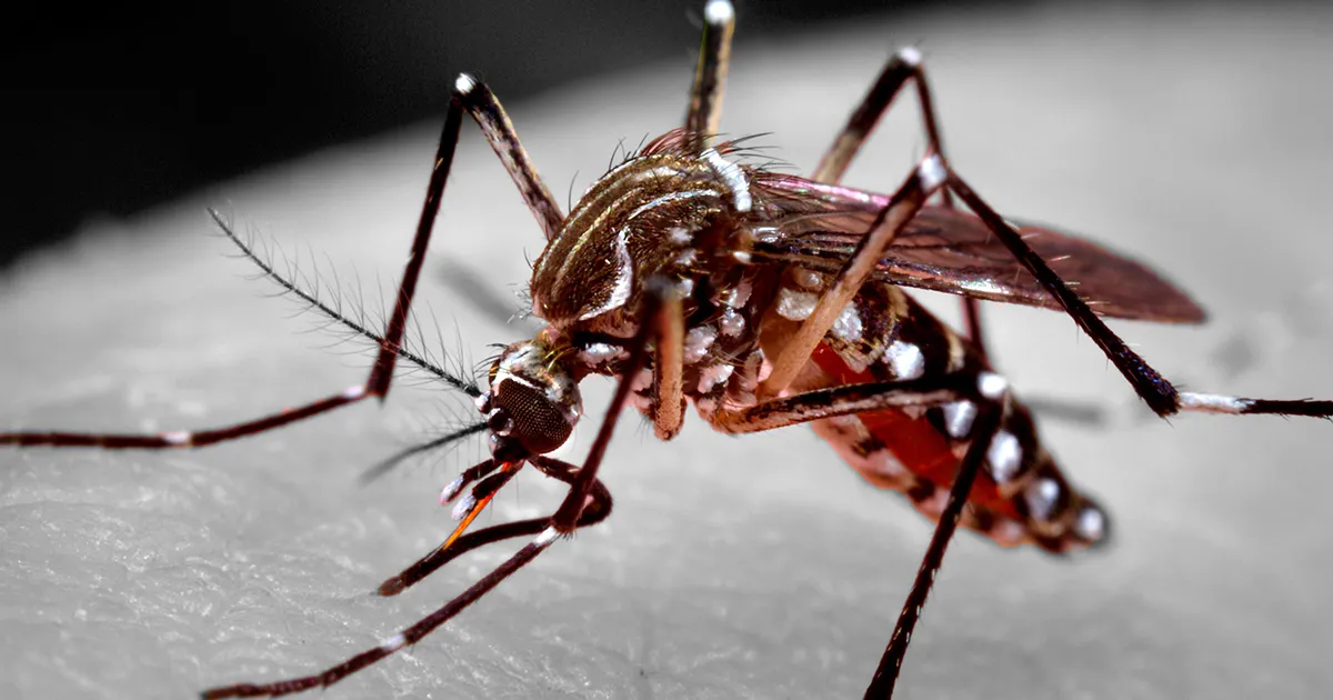 Risco de morte por chikungunya persiste por até 3 meses após o início da infecção, diz estudo