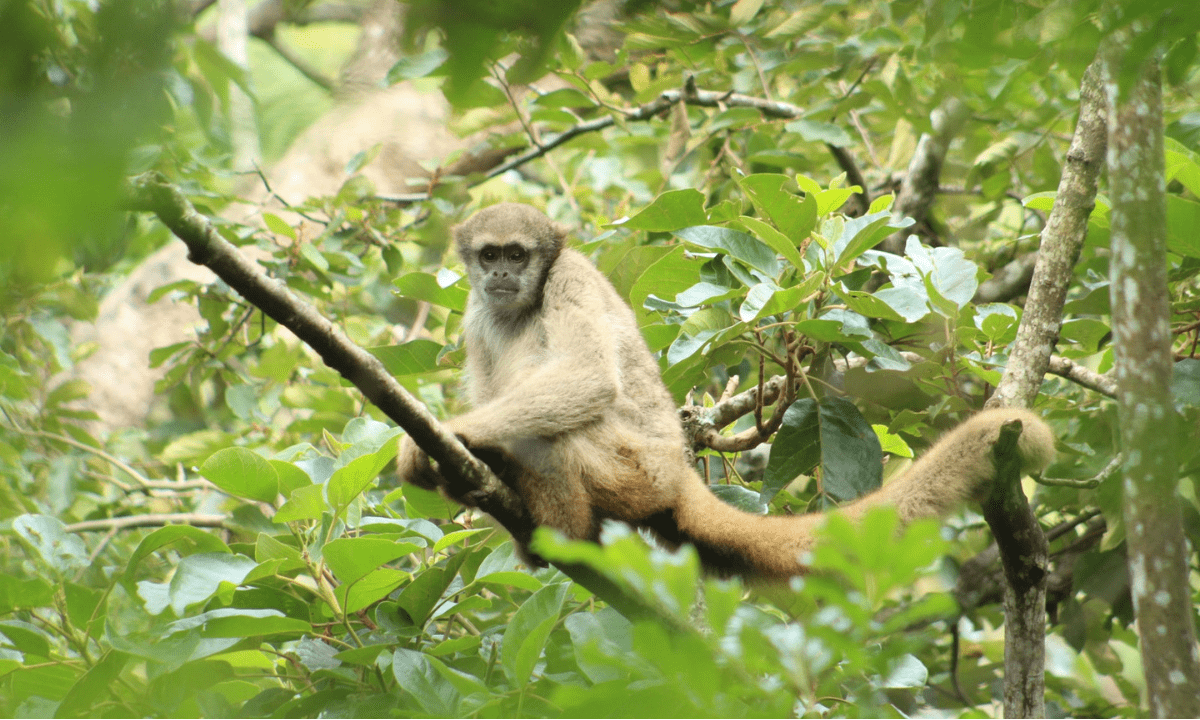 Nena, de nove anos, está desaparecida desde janeiro -  (crédito: Divulgação/Muriqui Instituto de Biodiversidade)